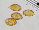 Cortinarius chevassutii image