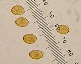 Cortinarius chevassutii image