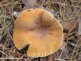 Lactifluus hygrophoroides image