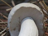 Tylopilus rhoadsiae image