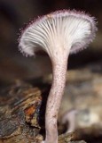 Panus neostrigosus image