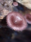 Panus neostrigosus image