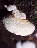 Panellus pusillus image