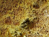 Pycnoporellus alboluteus image