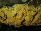 Pycnoporellus alboluteus image