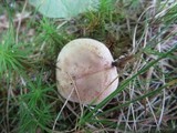 Lactarius chrysorrheus image