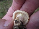 Lactarius chrysorrheus image