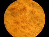 Kuehneromyces mutabilis image