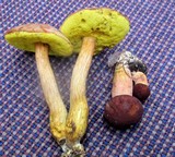 Leccinum rubropunctum image