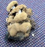 Asterophora lycoperdoides image