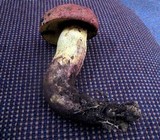 Boletus speciosus image
