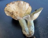 Lactarius atroviridis image
