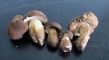 Tylopilus variobrunneus image