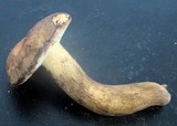 Tylopilus variobrunneus image
