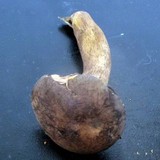 Tylopilus variobrunneus image
