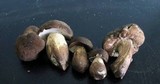 Tylopilus variobrunneus image