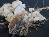 Gloeoporus dichrous image