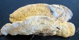 Climacodon septentrionalis image