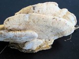 Climacodon septentrionalis image