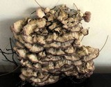 Trichaptum subchartaceum image