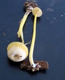 Entoloma unicolor image