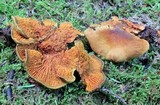 Pseudomerulius curtisii image