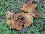 Pseudomerulius curtisii image