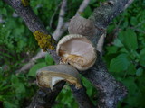 Pleurotus calyptratus image