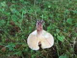 Suillus placidus image