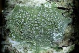Lecanora albella image