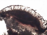 Diploicia canescens image