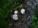 Pleurotus calyptratus image