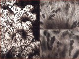 Diploicia canescens image
