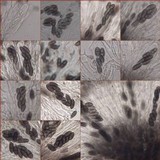 Diploicia canescens image