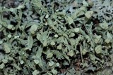 Ramalina americana image