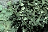Ramalina americana image