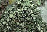Ramalina americana image