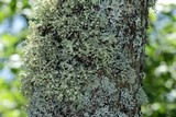 Ramalina americana image