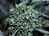 Ramalina americana image