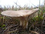 Pleurotus eryngii image