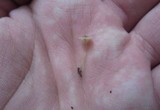 Hydropus praedecurrens image