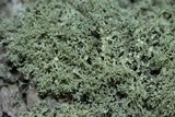 Ramalina pollinaria image