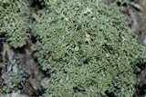 Ramalina pollinaria image