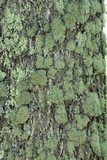 Ramalina pollinaria image