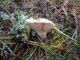Pleurotus eryngii image