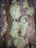 Flavopunctelia soredica image