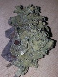 Flavopunctelia soredica image