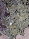 Flavopunctelia soredica image