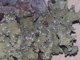 Flavopunctelia soredica image