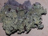 Flavopunctelia soredica image